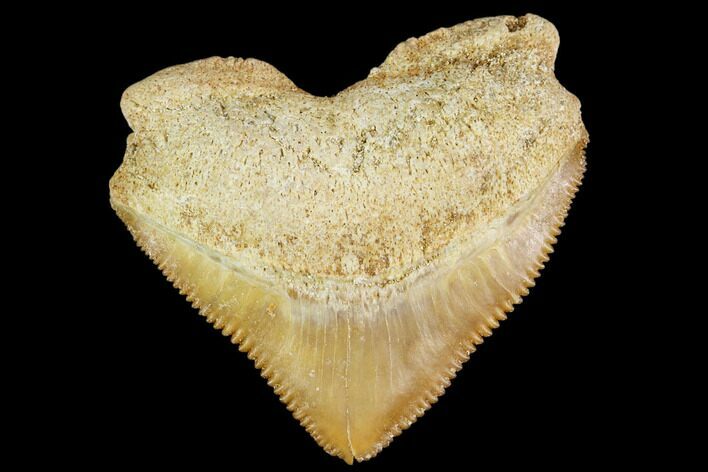 Fossil Crow Shark (Squalicorax) Tooth- Morocco #110096